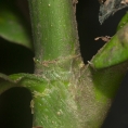 Brenania brieyi Petiole base, and remains of stipule. Brenania brieyi Petiole base, and remains of stipule.