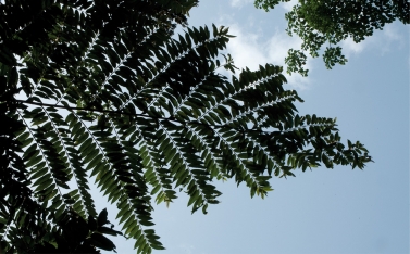 Xylopia hypolampra Silhouette of leafy branches. Xylopia hypolampra Silhouette of leafy branches.