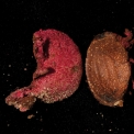 Xylopia hypolampra Mature fruit, split open carpel, inside and outside walls. Xylopia hypolampra Mature fruit, split open carpel, inside and outside walls.