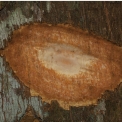 Zanthoxylum tessmannii Slash. Zanthoxylum tessmannii Slash.
