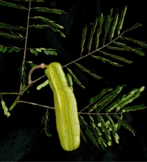 Tetrapleura tetraptera Fruit and leaf. Tetrapleura tetraptera Fruit and leaf.