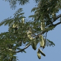 Tetrapleura tetraptera Fruiting branch. Tetrapleura tetraptera Fruiting branch.