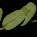 Tetrapleura tetraptera Leaflets, lower surface. Tetrapleura tetraptera Leaflets, lower surface.