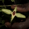 Tetrapleura tetraptera Fruit cut transversely to reveal brown seed. Tetrapleura tetraptera Fruit cut transversely to reveal brown seed.