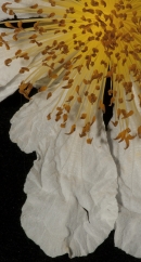 Caloncoba crepiniana Stamens in flower. Caloncoba crepiniana Stamens in flower.