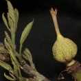 Caloncoba crepiniana Very young fruit. Caloncoba crepiniana Very young fruit.
