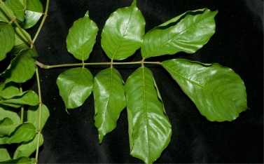 Platysepalum chevalieri Stipels on leaf rachis at base of petiolules.. Platysepalum chevalieri Stipels on leaf rachis at base of petiolules..