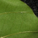 Platysepalum chevalieri Leaf, upper surface. Platysepalum chevalieri Leaf, upper surface.
