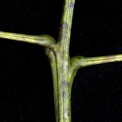Tetrapleura tetraptera Sub-opposite petioles. Tetrapleura tetraptera Sub-opposite petioles.