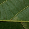 Desplatsia dewevrei Midrib and venation, leaf lower surface. Desplatsia dewevrei Midrib and venation, leaf lower surface.