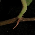 Desplatsia dewevrei Petiole base and stipule. Desplatsia dewevrei Petiole base and stipule.