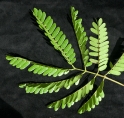 Albizia ferruginea Mature leaf. Albizia ferruginea Mature leaf.