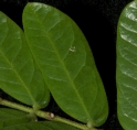 Albizia ferruginea Mature leaflet, note gland on rachis of pinnae. Albizia ferruginea Mature leaflet, note gland on rachis of pinnae.