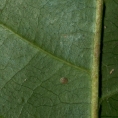 Diospyros ferrea Midrib and venation, leaf lower surface. Diospyros ferrea Midrib and venation, leaf lower surface.