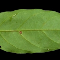 Cleistanthus mildbraedii Midrib and venation, lower surface. Cleistanthus mildbraedii Midrib and venation, lower surface.