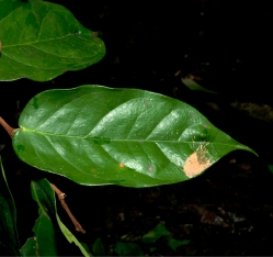 Cleistanthus mildbraedii Leaf, upper surface. Cleistanthus mildbraedii Leaf, upper surface.