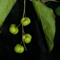 Cleistanthus mildbraedii Fruit. Cleistanthus mildbraedii Fruit.