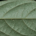 Afrostyrax lepidophyllus Midrib and venation, lower surface. Afrostyrax lepidophyllus Midrib and venation, lower surface.