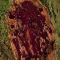 Pterocarpus soyauxii Slash. Pterocarpus soyauxii Slash.