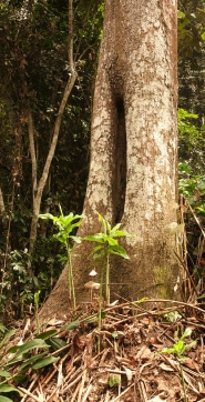 Pterygota bequaertii Tree base. Pterygota bequaertii Tree base.