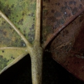 Pterygota bequaertii Leaf base, lower surface. Pterygota bequaertii Leaf base, lower surface.