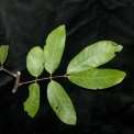 Berlinia bruneelii Mature leaf. Berlinia bruneelii Mature leaf.