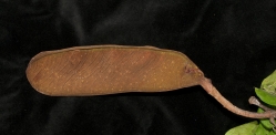 Berlinia bruneelii Fruit. Berlinia bruneelii Fruit.
