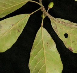 Uapaca guineensis Mature leaf, lower surface. Uapaca guineensis Mature leaf, lower surface.