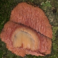 Uapaca guineensis Slash. Uapaca guineensis Slash.