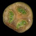 Uapaca guineensis Immature fruit cut in transverse section. Uapaca guineensis Immature fruit cut in transverse section.