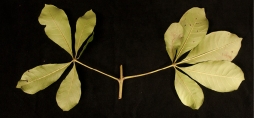 Vitex doniana Two leaves, lower surface. Vitex doniana Two leaves, lower surface.