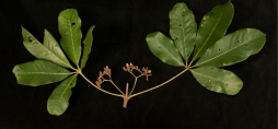 Vitex doniana Two leaves, upper surface, and inflorescences. Vitex doniana Two leaves, upper surface, and inflorescences.