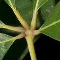 Vitex doniana Petiolules and leaflet bases, upper surface. Vitex doniana Petiolules and leaflet bases, upper surface.