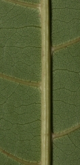 Vitex doniana Midrib and venation, leaf lower surface. Vitex doniana Midrib and venation, leaf lower surface.
