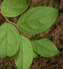 Brazzeia congoensis Leaves, lower surface. Brazzeia congoensis Leaves, lower surface.