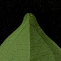 Brazzeia congoensis Leaf tip, lower surface. Brazzeia congoensis Leaf tip, lower surface.