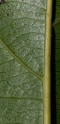 Pseudospondias microcarpa Midrib and venation, leaf lower surface. Pseudospondias microcarpa Midrib and venation, leaf lower surface.