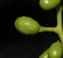 Pseudospondias microcarpa Immature fruit. Pseudospondias microcarpa Immature fruit.