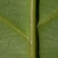Strombosiopsis tetrandra Midrib and venation, leaf lower surface. Strombosiopsis tetrandra Midrib and venation, leaf lower surface.