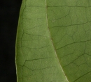 Strombosiopsis tetrandra Leaf margin and venation, lower surface. Strombosiopsis tetrandra Leaf margin and venation, lower surface.