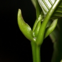 Pauridiantha rubens Petioles and stipules on young leaves. Pauridiantha rubens Petioles and stipules on young leaves.