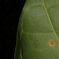 Pauridiantha rubens Leaf margin, lower surface. Pauridiantha rubens Leaf margin, lower surface.