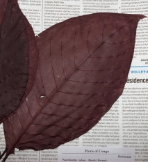 Pauridiantha rubens Dried leaf in herbarium. Pauridiantha rubens Dried leaf in herbarium.