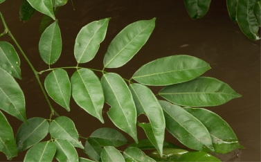 Millettia griffoniana Leaf. Millettia griffoniana Leaf.