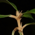 Synsepalum brevipes Petiole bases and stipules. Synsepalum brevipes Petiole bases and stipules.