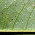 Cleistopholis patens Midrib and venation, lower surface. Cleistopholis patens Midrib and venation, lower surface.