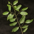 Staudtia kamerunensis Leafy branch. Staudtia kamerunensis Leafy branch.