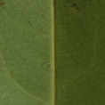 Staudtia kamerunensis Midrib, leaf lower surface. Staudtia kamerunensis Midrib, leaf lower surface.