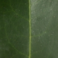 Staudtia kamerunensis Midrib, leaf upper surface. Staudtia kamerunensis Midrib, leaf upper surface.