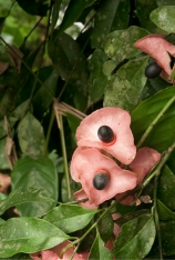 Aptandra zenkeri Fruits. Aptandra zenkeri Fruits.